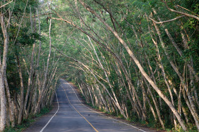 Road amidst trees in forest