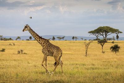 Side view of giraffe on field against sky