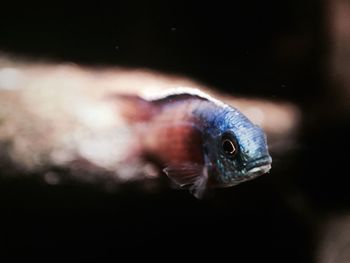 Close-up of turtle in water