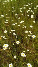 High angle view of daisies on field