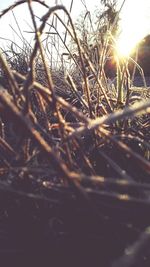 Close-up of plants against sunlight