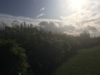 Trees on field against sky