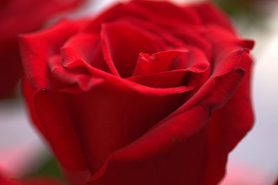 Close-up of red rose