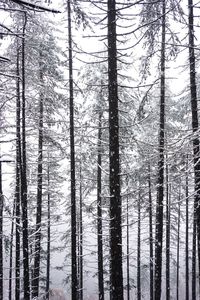Pine trees in forest during winter