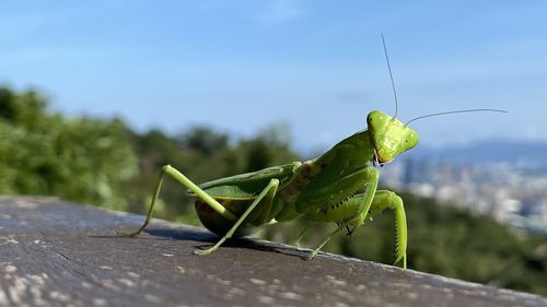 Close-up of grasshopper on wood