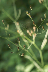 Close-up of spider on web
