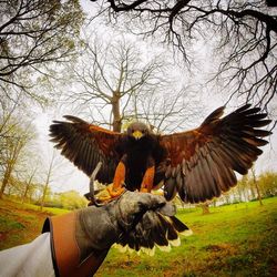 Low angle view of eagle perching on tree