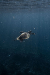 High angle view of bird swimming in sea