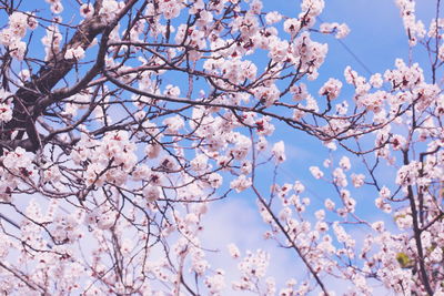 Low angle view of cherry trees against blue sky