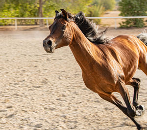 Horse standing on field