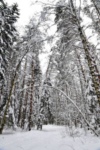 Snow covered land and trees in forest