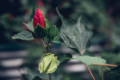 Bright pink tropical hibiscus flower, not opened bud, green leaves on a natural background.