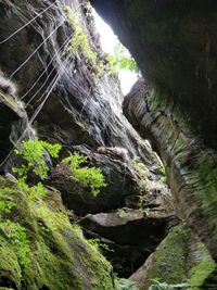 Low angle view of waterfall in forest