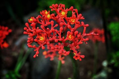 flowering plant