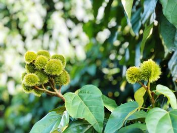 Close-up of green flowering plant