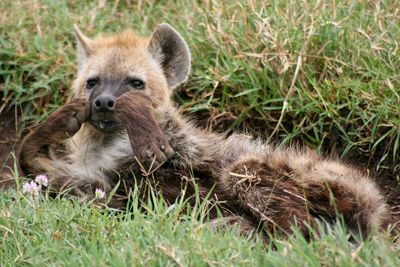 Young spotted hyena crocuta crocuta with paws covering face in ngorongoro crater, tanzania.