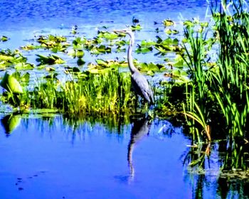 Birds in lake