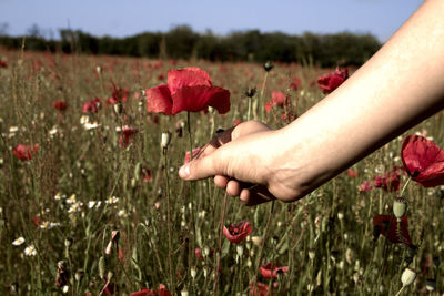 Close-up of person picking red poppy flower