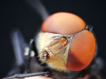 Close-up of fly