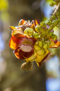 Close-up of rose flower