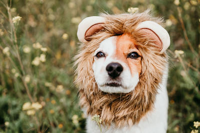 Cute jack russell dog wearing a lion costume on head. happy dog in nature in yellow flowers meadow