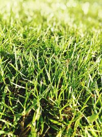 Full frame shot of plants growing on field