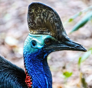 Close-up of peacock