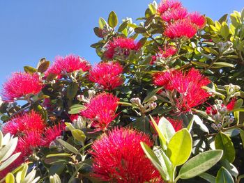 Low angle view of fruits on tree against sky