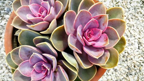 Close-up of pink flower blooming on cactus