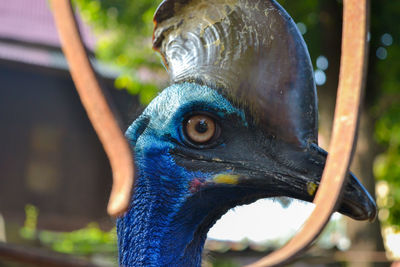 Close-up of a peacock