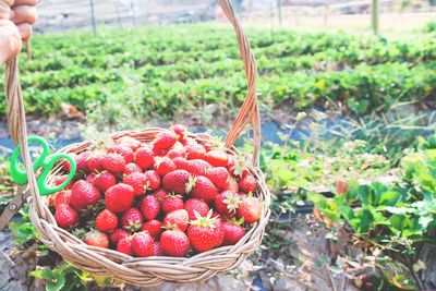 Close-up of fruits in basket