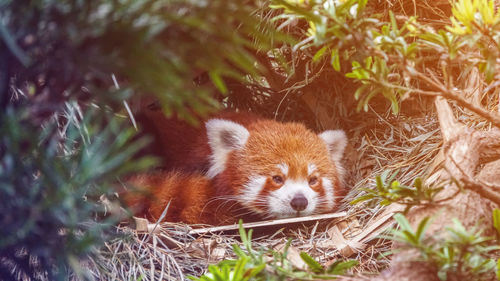 Red panda in nature background