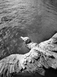High angle view of lizard on rock in sea