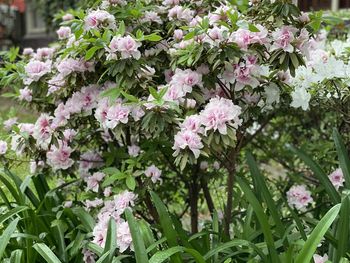 Close-up of pink flowering plant