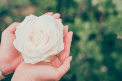 Cropped image of woman with hands cupped holding rose flower at park