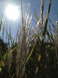 Close-up of grass growing in field