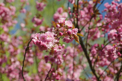 Close-up of pink cherry blossoms in spring