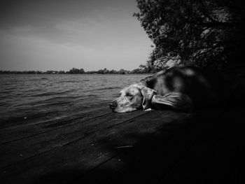 Close-up of dog relaxing on water