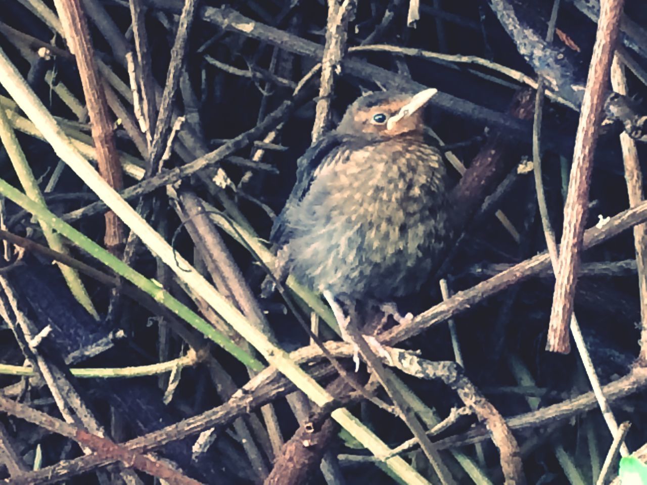 animal themes, bird, wildlife, one animal, animals in the wild, perching, close-up, nature, branch, day, animal nest, twig, outdoors, no people, wood - material, zoology, tree, low angle view, bird nest, selective focus