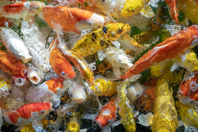 Close-up of fish swimming in sea