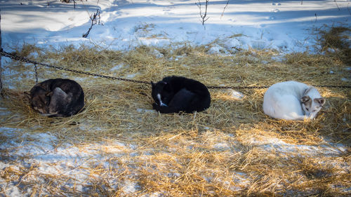 Flock of sheep in winter