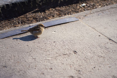 Close-up of snail on road