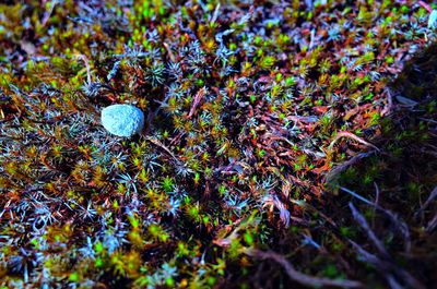 High angle view of mushrooms growing on field