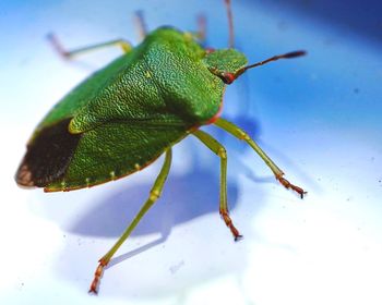 Close-up of insect on leaf