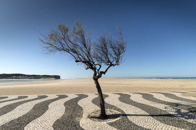 Bare tree on beach against clear sky