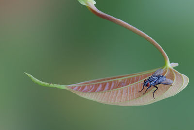 Close-up of insect on leaf