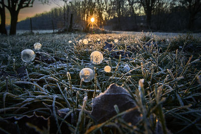 Close-up of mushrooms growing on land