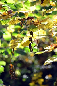 Close-up of leaves on tree