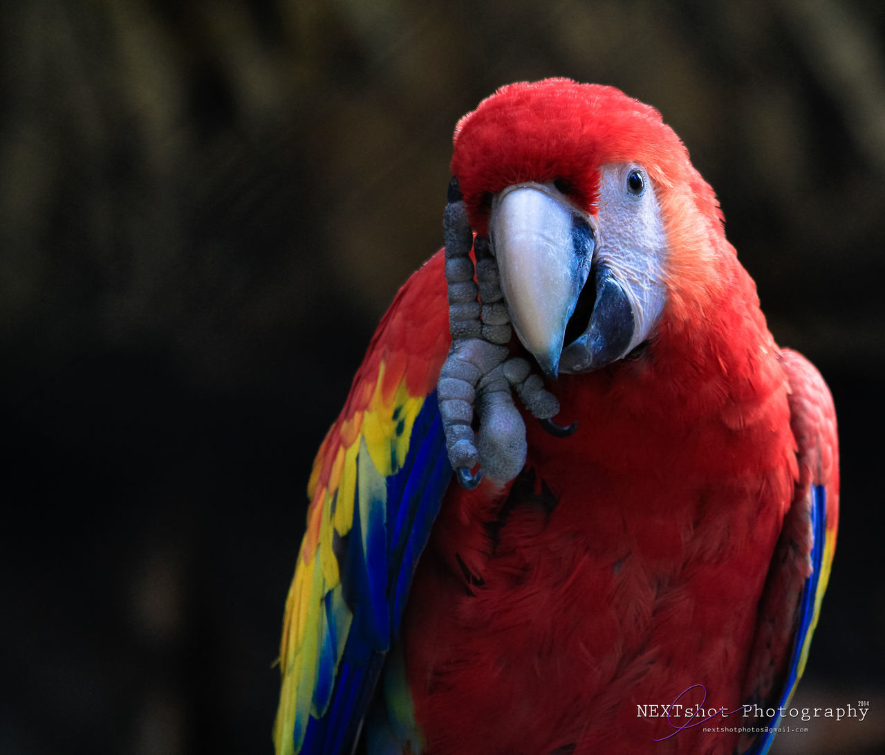 bird, animal themes, animals in the wild, beak, one animal, wildlife, close-up, multi colored, focus on foreground, parrot, animal head, red, nature, feather, outdoors, no people, beauty in nature, day, zoology, macaw