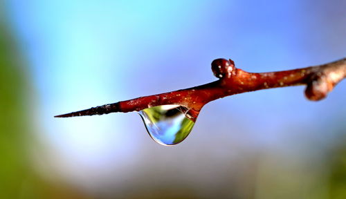 Close-up of wet plant against blue sky